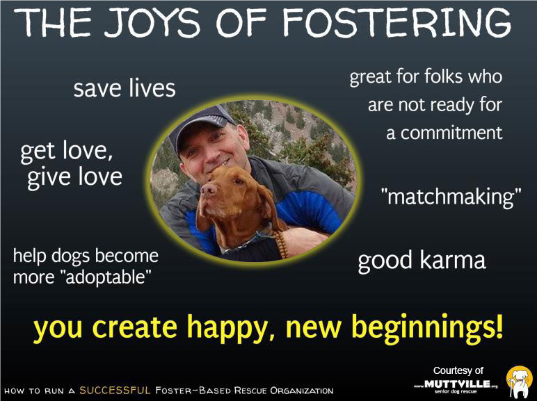 The Joys of Fostering include: Save lives, get love, give love, help dogs become more adoptable, good karma, matchmaking, creating happy new beginings.