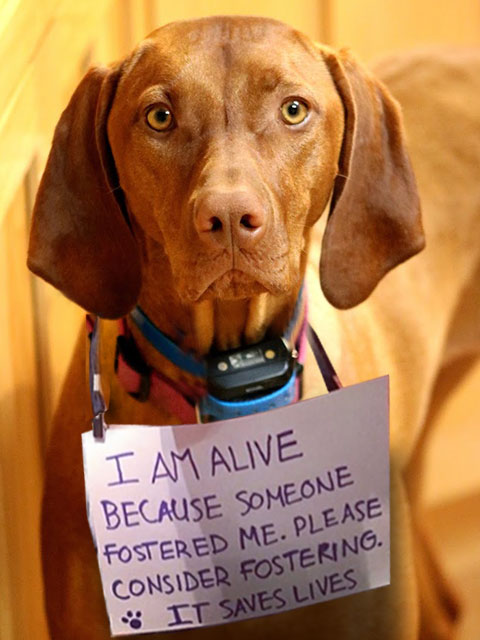 I am alive because someone fostered me.