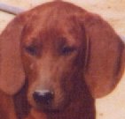 Redbone Coonhound