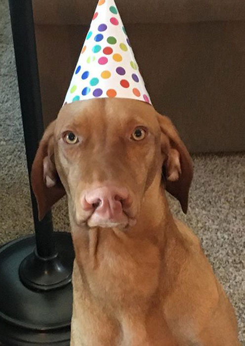 Happy 1st Birthday Cliffy!