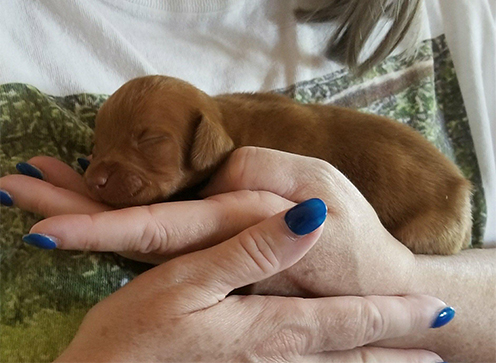 Little Oliver. His breeder wanted him euthanized, but a compasionate vet and CWVRG combined resources to save his life.