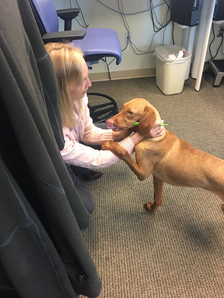 Clifford, our first cleft palate Vizsla.