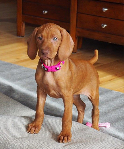 vizsla puppies rescue