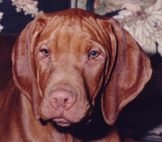 Vizsla nose best sale