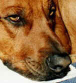 Rhodesian Ridgeback