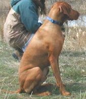 Vizsla