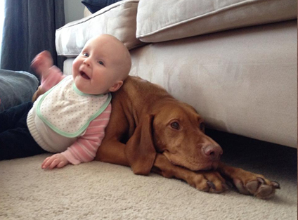 baby vizsla puppies